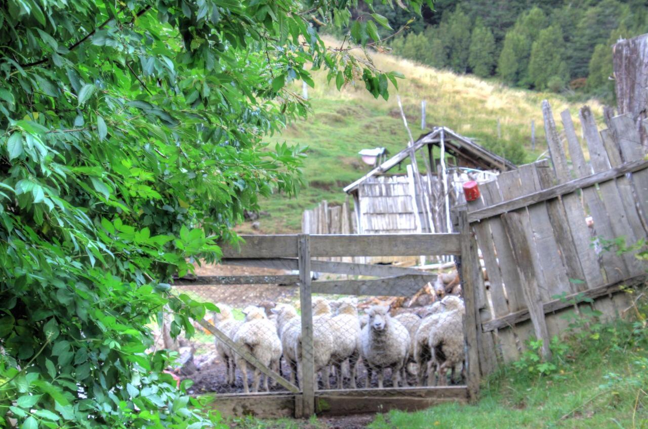 Turismo Rural Los Alpes Futaleufú Extérieur photo